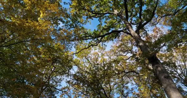 Ліс Дубів Celtis Australis Під Час Осіннього Сезону Лойрет Франція — стокове відео