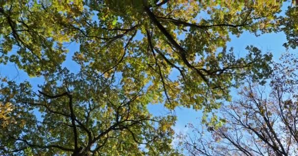 Bos Van Eiken Met Celtis Australis Het Najaar Loiret Frankrijk — Stockvideo