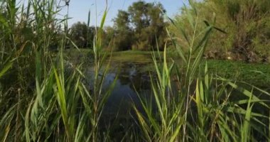 Ludwigia (çuha çiçeği söğüdü, su yolu, ya da su çiçeği) Fransa 'nın Camargue şehrinde