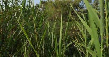 Büyük Flamingolar, Phoenicopterus gülü, Saintes Maries de la Mer, Camargue, Fransa