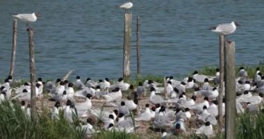 Bir Akdeniz martı sürüsü, (Ichthyaetus melanocephalus), yumurta kuluçka döneminde, Camargue, Fransa