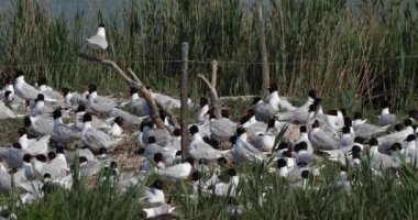 Bir Akdeniz martı sürüsü, (Ichthyaetus melanocephalus), yumurta kuluçka döneminde, Camargue, Fransa