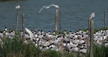 Bir Akdeniz martı sürüsü, (Ichthyaetus melanocephalus), yumurta kuluçka döneminde, Camargue, Fransa