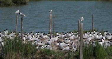 Bir Akdeniz martı sürüsü, (Ichthyaetus melanocephalus), yumurta kuluçka döneminde, Camargue, Fransa