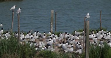 Bir Akdeniz martı sürüsü, (Ichthyaetus melanocephalus), yumurta kuluçka döneminde, Camargue, Fransa