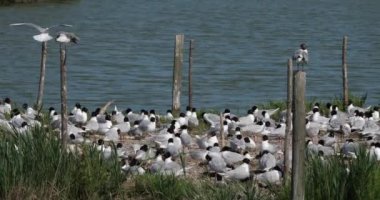 Bir Akdeniz martı sürüsü, (Ichthyaetus melanocephalus), yumurta kuluçka döneminde, Camargue, Fransa