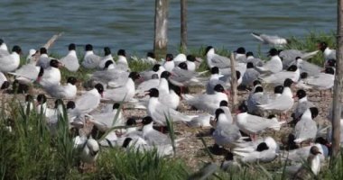 Bir Akdeniz martı sürüsü, (Ichthyaetus melanocephalus), yumurta kuluçka döneminde, Camargue, Fransa