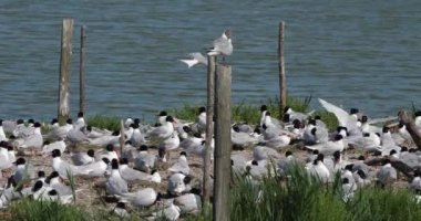 Bir Akdeniz martı sürüsü, (Ichthyaetus melanocephalus), yumurta kuluçka döneminde, Camargue, Fransa