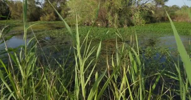 Greater Flamingos Phoenicopterus Roseus Saintes Maries Mer Camargue Frankrijk — Stockvideo