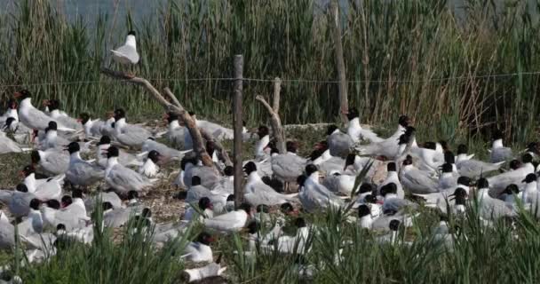 Flock Medelhavsmås Ichthyaetus Melanocephalus Ägginkubationstiden Camargue Frankrike — Stockvideo