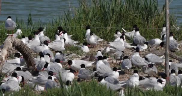 Flock Mediterranean Gull Ichthyaetus Melanocephalus Egg Incubation Time Camargue France — Stock Video