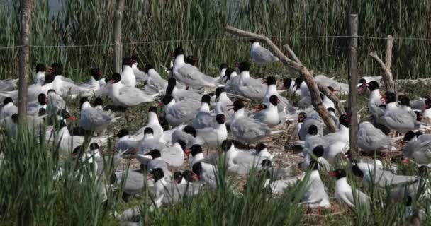 Flock Mediterranean Gull Ichthyaetus Melanocephalus Egg Incubation Time Camargue France — Stock Video