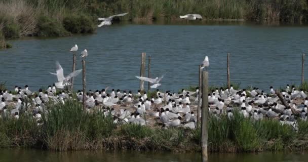 Bir Akdeniz Martı Sürüsü Ichthyaetus Melanocephalus Yumurta Kuluçka Döneminde Camargue — Stok video