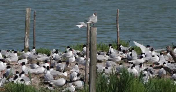 Зграя Середземноморських Чайок Ichthyaetus Melanocephalus Під Час Інкубаційного Періоду Камарґ — стокове відео