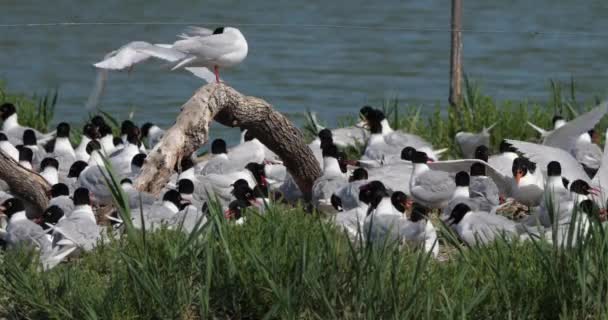 Hejno Racků Středomořských Ichthyaetus Melanocephalus Během Inkubační Doby Vajec Camargue — Stock video