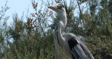 Gri balıkçıllar, Ardea Cinerea, Camargue, Fransa 'daki Pont de Gau ornitoloji parkı
