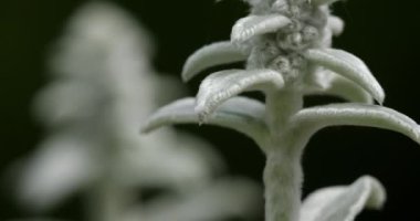 Stachys byzantina veya yünlü hedgenettle.