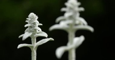 Stachys byzantina veya yünlü hedgenettle.