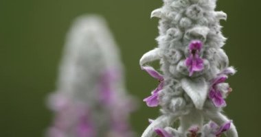 Stachys byzantina veya yünlü hedgenettle.
