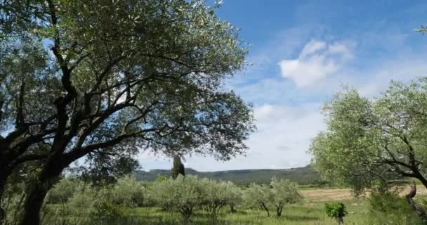 Оливковые Деревья Окситании Южной Франции — стоковое видео