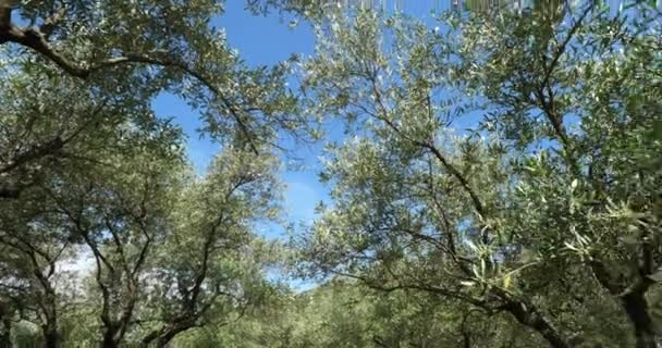 Olivi Nell Occitano Francia Meridionale — Video Stock