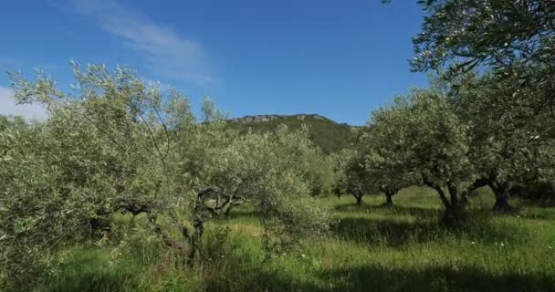Olivenbäume Okzitan Südfrankreich — Stockvideo