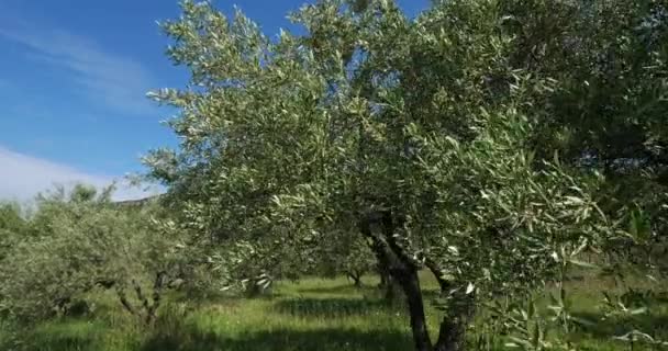 Оливкові Дерева Окситані Півдні Франції — стокове відео