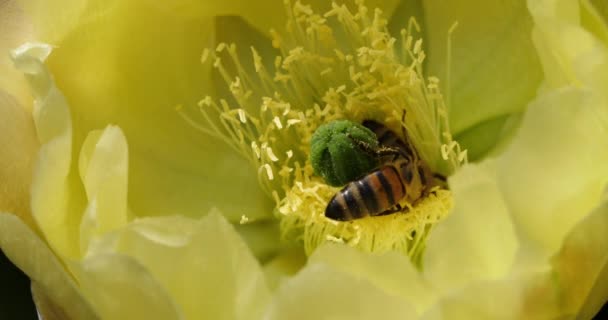 Una Abeja Alimentando Una Flor Opuntia Ficus Indica — Vídeos de Stock