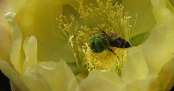 Μια Μέλισσα Ψάχνει Για Ένα Λουλούδι Opuntia Ficus Indica — Αρχείο Βίντεο