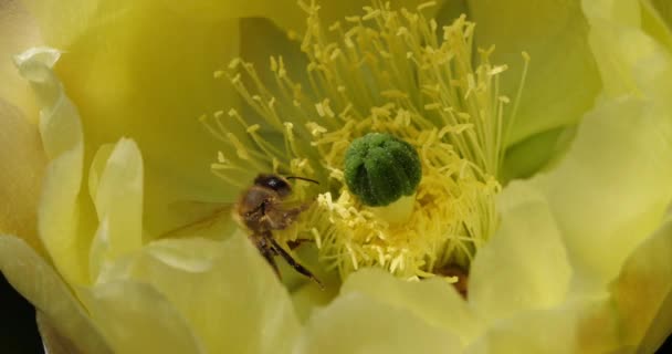 Egy Méhecske Ami Egy Opuntia Ficus Indica Virágot Gyűjt — Stock videók