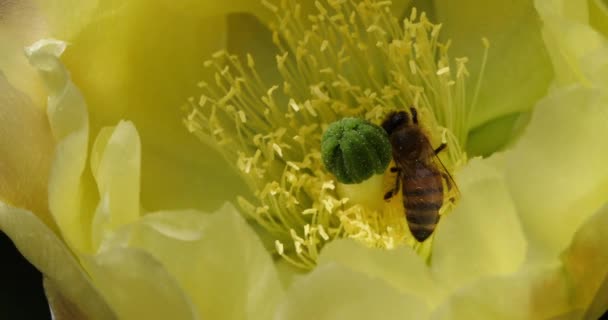 Пчела Кормящая Цветок Opuntia Ficus Indica — стоковое видео