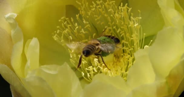 オプティア フィカス インディカの花を刈る蜂 — ストック動画