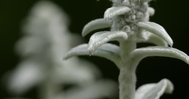 Stachys Byzantina Woolly Hedgenettle — Stock Video