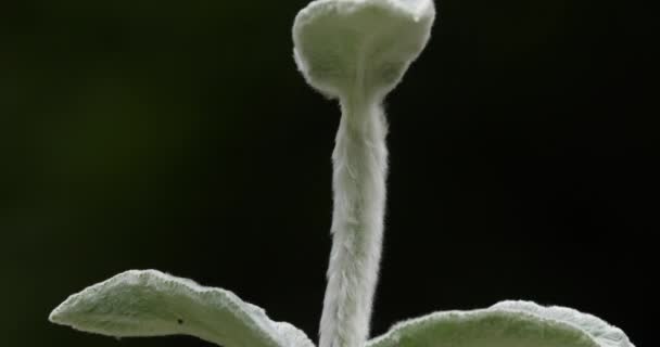 Stachys Byzantina Seto Lanudo — Vídeos de Stock