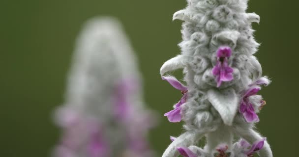 Stachys Byzantinaまたはウーリーヘッジジェントル — ストック動画