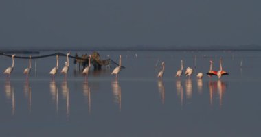 Fransa 'da Camargue' deki flört sırasında pembe flamingolar.