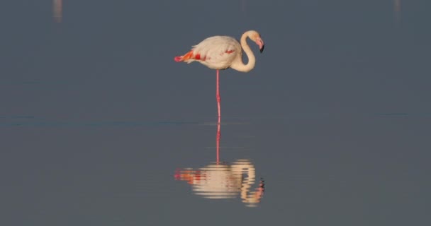 Greater Flamingos Phoenicopterus Roseus Saintes Maries Mer Camargue Francie — Stock video