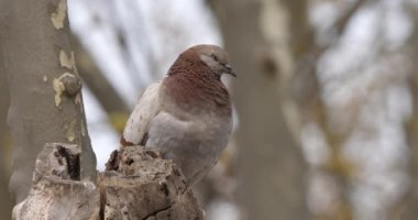 Kaya güvercini, kaya güvercini, ya da sıradan güvercin, Fransa