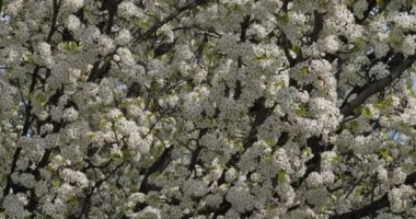 Prunus serrulata ya da çiçek açmış Japon kirazı