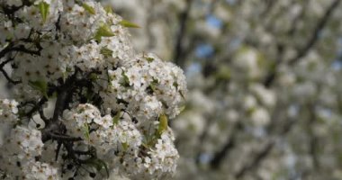 Prunus serrulata ya da çiçek açmış Japon kirazı