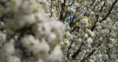 Prunus serrulata ya da çiçek açmış Japon kirazı