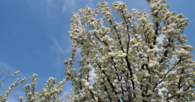 Prunus serrulata ya da çiçek açmış Japon kirazı