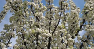 Prunus serrulata ya da çiçek açmış Japon kirazı