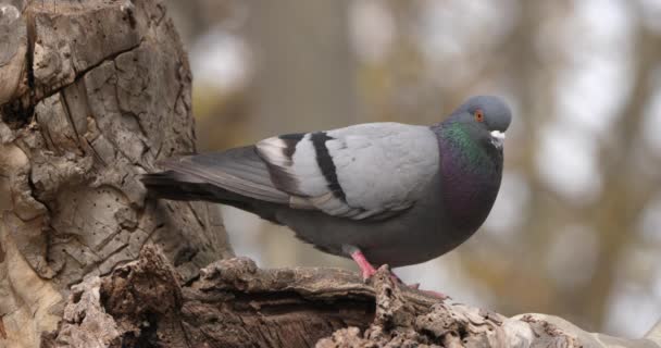 Rock Dove Rock Pigeon Common Pigeon France — Stock Video