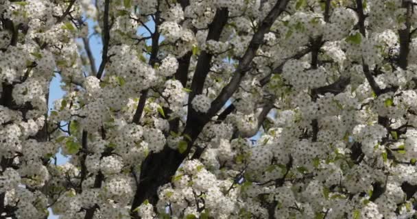 Prunus Serrulata Cereja Japonesa Flor — Vídeo de Stock