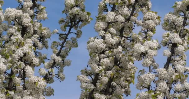 Prunus Serrulata Cereja Japonesa Flor — Vídeo de Stock
