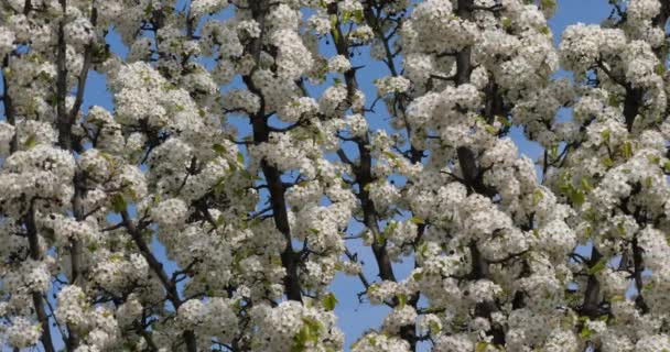 Prunus Serrulata Ιαπωνικό Κεράσι Άνθιση — Αρχείο Βίντεο