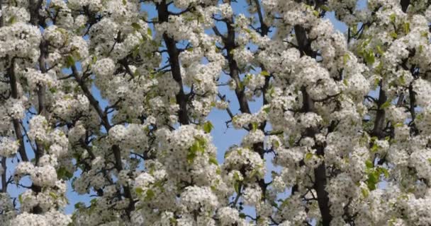 Prunus Serrulata Japanse Kers Bloei — Stockvideo