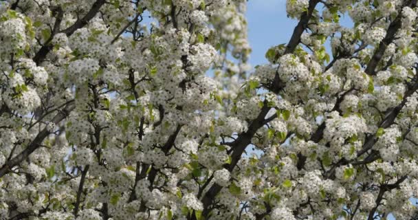Prunus Serrulata Ciliegia Giapponese Fiore — Video Stock