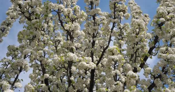 Prunus Serrulata Ciliegia Giapponese Fiore — Video Stock